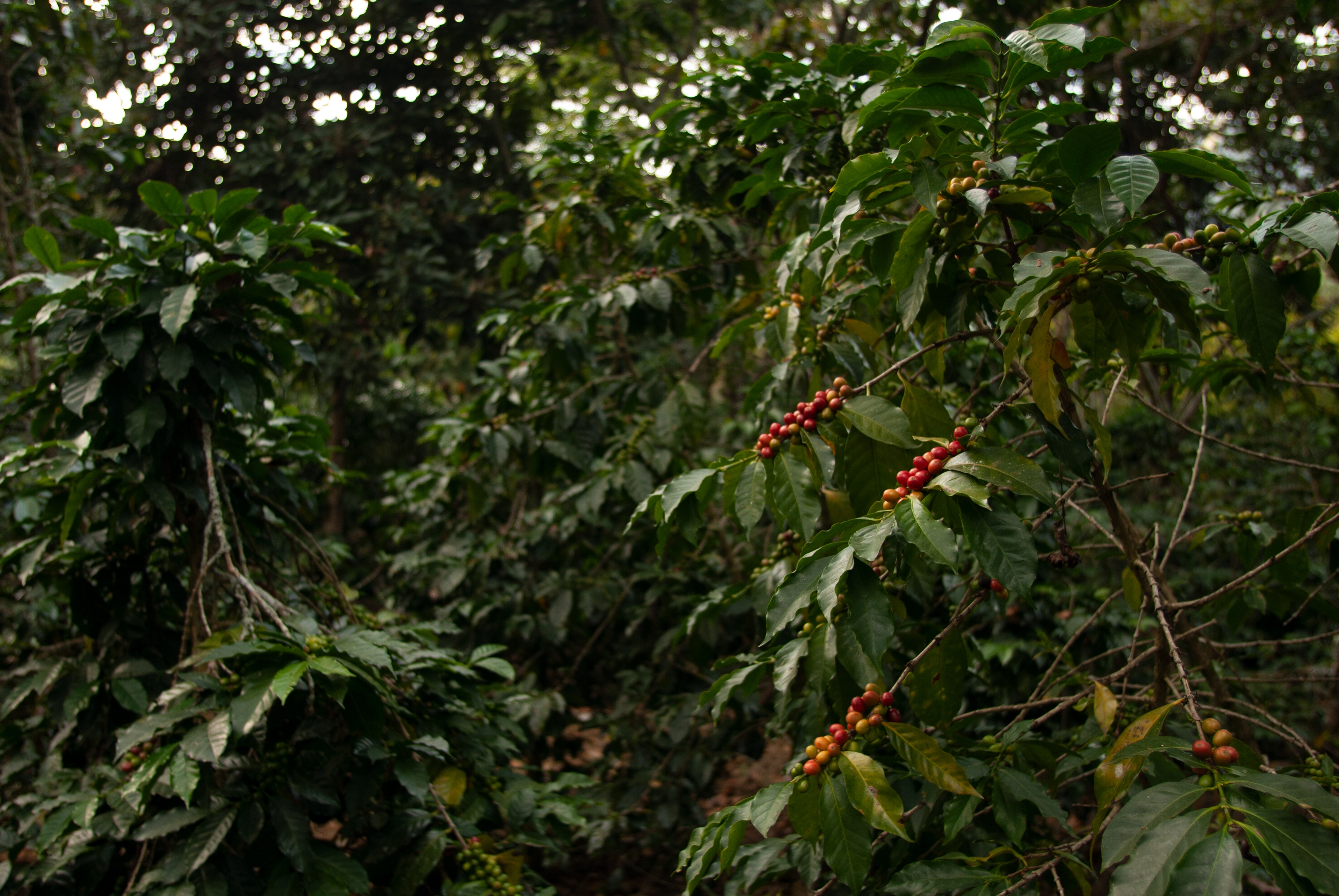 Ethiopian Coffee Farm